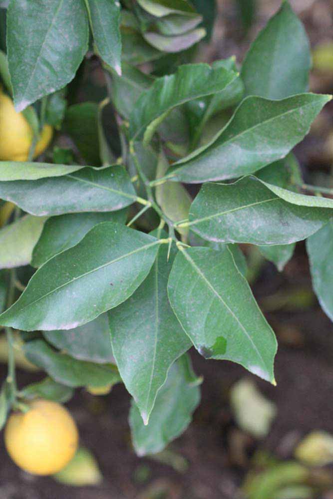              Sun leaves (Prior, Riverside,   CA)   